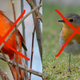 A northern cardinal (left) and a European robin (right)